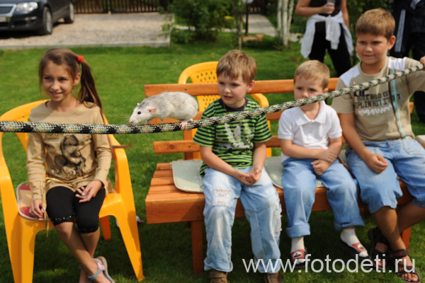 Фотка позитивного малыша, на фотосайте профессионального фотографа и психолога Губарева Игоря: Дресированная крыса выступает перед детьми