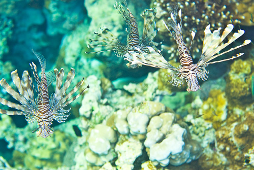 Фотографии рыб, обитателей кораловых рифов