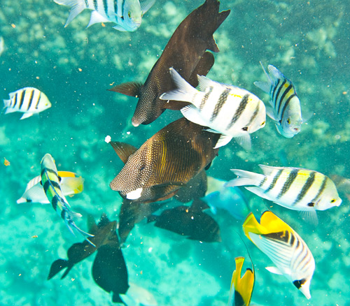 Погружение в воды Красного моря с подводной фотокамерой