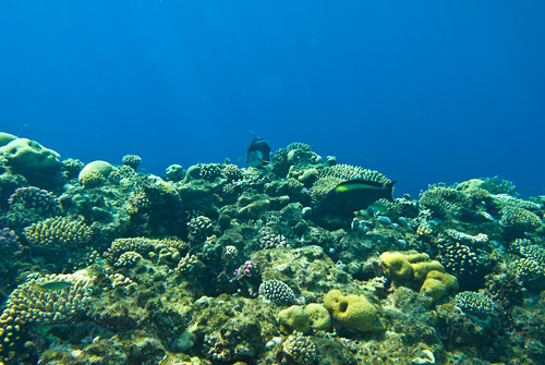 Погружение в воды Красного моря с подводной фотокамерой