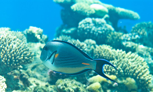 Фотографии рыб, обитателей кораловых рифов