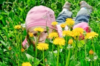 Маленькая девочка хитро выглядывает из-за цветов одуванчика.