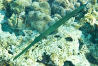Фотосъёмка под водой